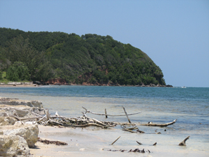 Roatan shore