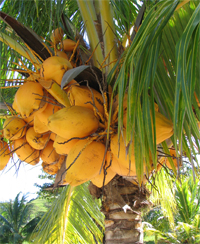 Coconuts growing on Roatan