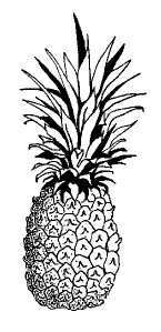 pineapples are grown in Honduras