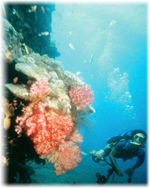 Scuba Diving Roatan